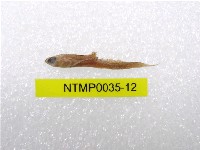 藏品(小骨鰧)的圖片